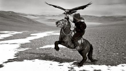 Mountains horses grayscale mongolia hawks hamid sardar wallpaper
