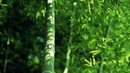 Nature leaves bamboo flora wallpaper