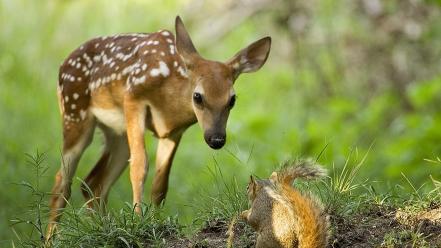 Nature squirrels national geographic roe fawn wallpaper