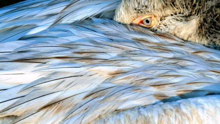 Nature wings eyes birds feathers national geographic wallpaper