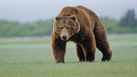Animals bears brown bear wallpaper