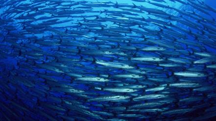 Animals fish groups wallpaper