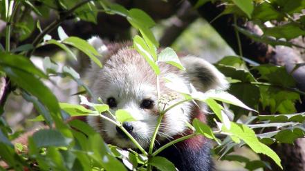 Animals leaves red pandas wallpaper