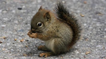 Animals little squirrels wallpaper