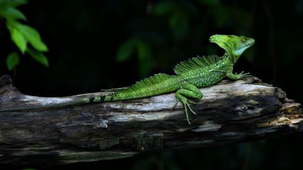 Animals lizards nature reptiles wallpaper