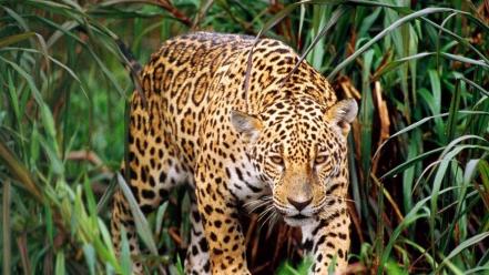 Animals plants jaguars wallpaper