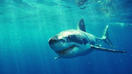 Animals sharks white shark wallpaper