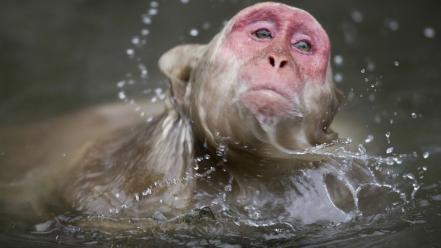 Animals snow monkey macaques wallpaper