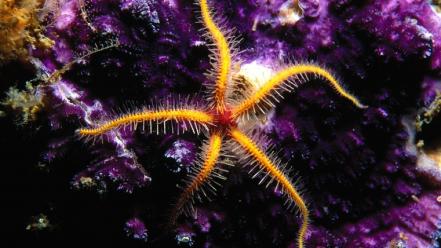 Animals starfish sealife sea wallpaper