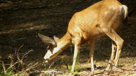 Animals young deer wallpaper