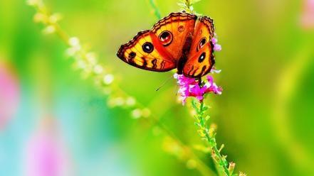 Beautiful butterfly flower wallpaper