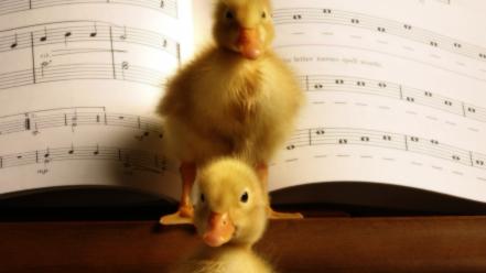 Birds animals ducks duckling musical notes baby wallpaper