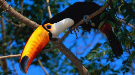 Birds toucans branch wallpaper