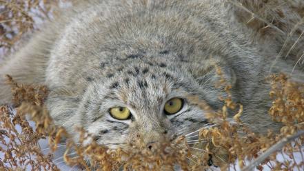 Cats animals manul wallpaper