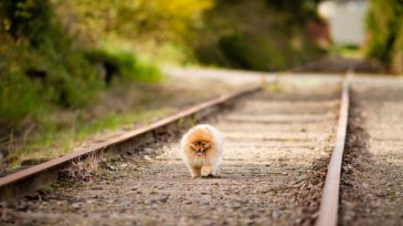 Dogs path railroad tracks depth of field wallpaper