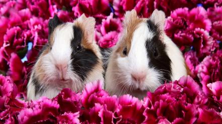 Flowers animals guinea pigs pink wallpaper