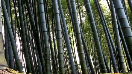 Forest bamboo multiscreen wallpaper