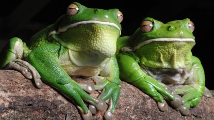 Green animals amphibians toads wallpaper