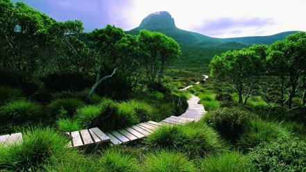 Green landscapes nature trees forests hills tasmania wallpaper