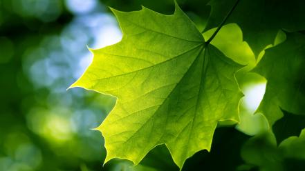 Green leaves background wallpaper