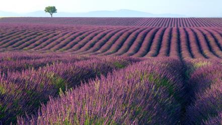 Lavender fields wallpaper