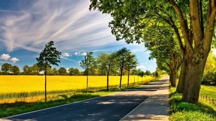 Nature trees streets sunlight roads yellow field wallpaper