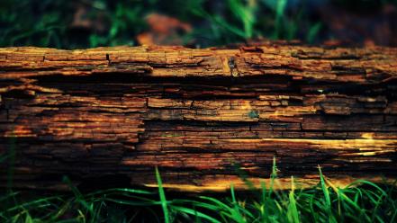 Nature wood macro wallpaper