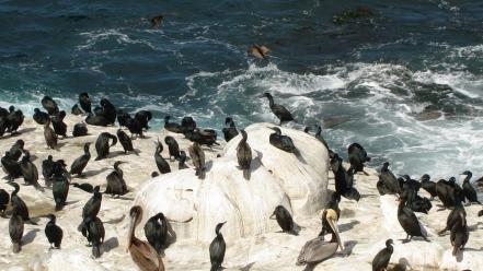 Ocean birds rocks shore pelican wallpaper