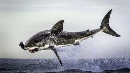 Ocean jumping sharks predators wallpaper