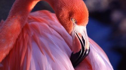Pink birds animals flamingos wallpaper