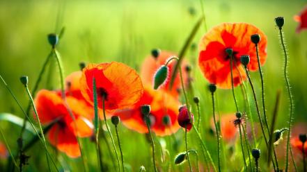 Poppy flowers wallpaper