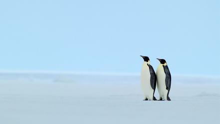 Snow birds animals penguins emperor wallpaper