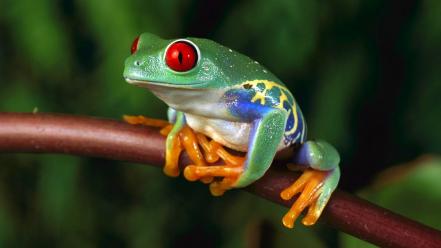 Tree frog on branch wallpaper