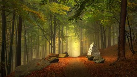 Trees forests paths trail mystical autumn leaves wallpaper