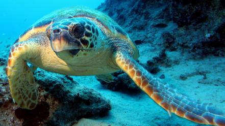 Turtle sea wallpaper