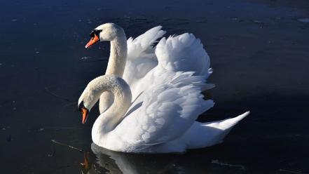 Water birds animals swans wallpaper