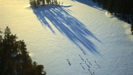 Winter snow trees shadows national geographic sunlight wolves wallpaper