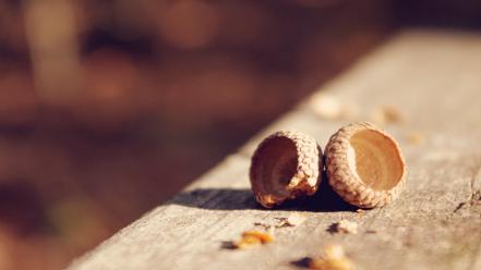 Wood nuts acorns depth of field wallpaper