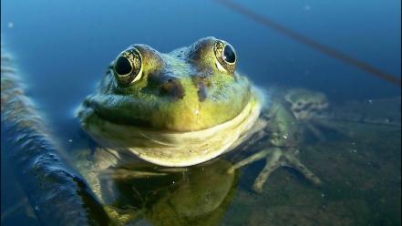 Animals frogs wallpaper