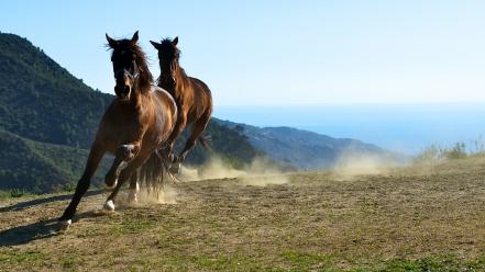 Animals horses steppe wallpaper