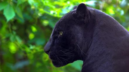 Animals jaguar black panther wallpaper
