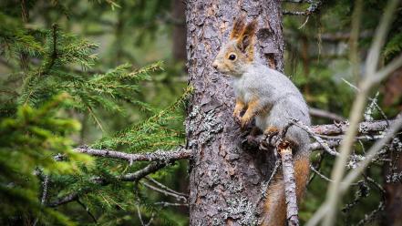 Animals nature pine trees squirrels wallpaper