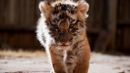 Animals tigers cubs bengal baby wallpaper