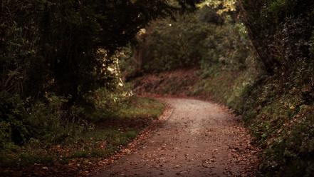 Autumn pathway wallpaper