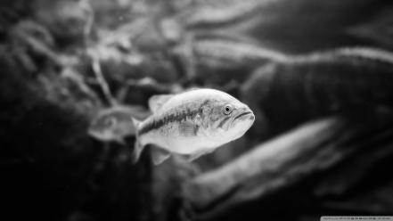 Black and white animals fish sealife wallpaper