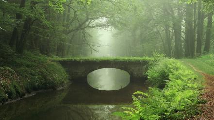 Bridges fog forests mist nature wallpaper