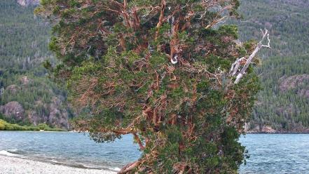 Chile mountains landscapes nature trees giant bonsai lakes wallpaper