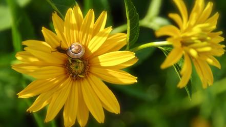 Close-up flowers molluscs nature snails wallpaper