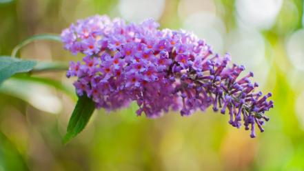 Close-up flowers nature pink wallpaper