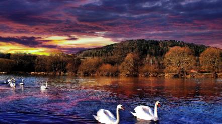 Clouds nature animals swans skies wallpaper